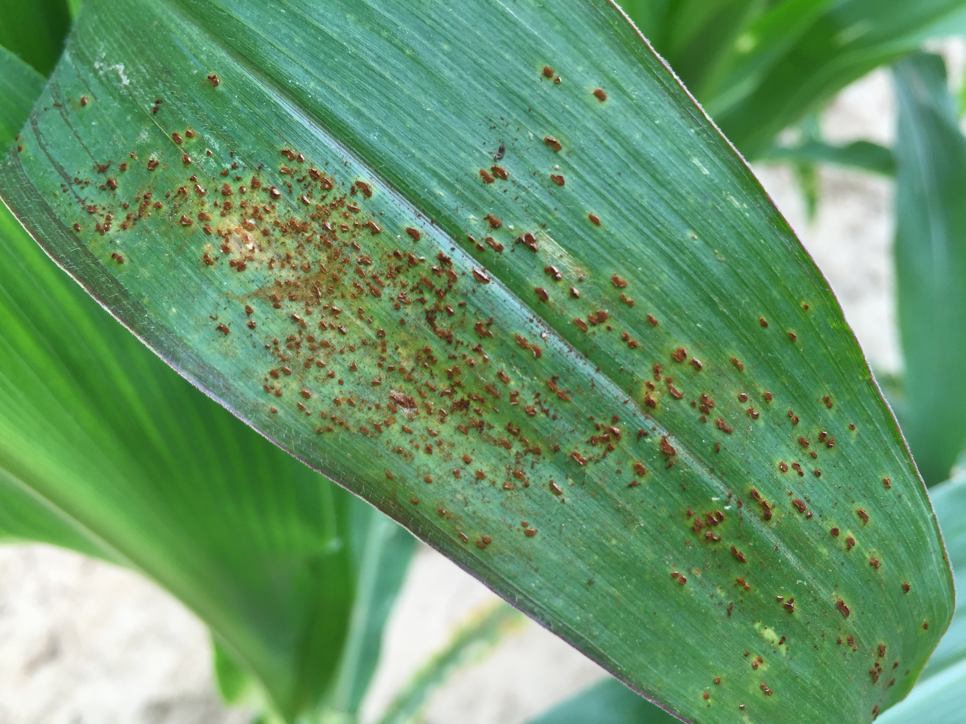 corn disease Figure 3JPG